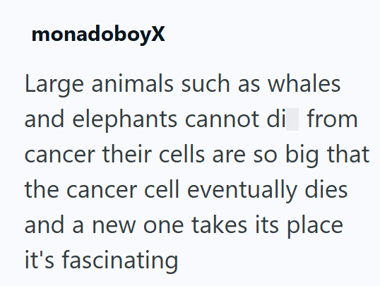 monadoboyX Large animals such as whales and elephants cannot di from cancer their cells are so big that the cancer cell eventually dies and a new one takes its place it's fascinating