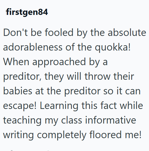 firstgen84 Don't be fooled by the absolute adorableness of the quokka! When approached by a preditor, they will throw their babies at the preditor so it can escape! Learning this fact while teaching my class informative writing completely floored me!