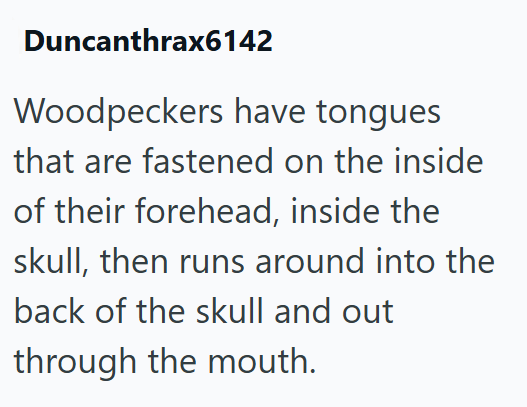Duncanthrax6142 Woodpeckers have tongues that are fastened on the inside of their forehead, inside the skull, then runs around into the back of the skull and out through the mouth.