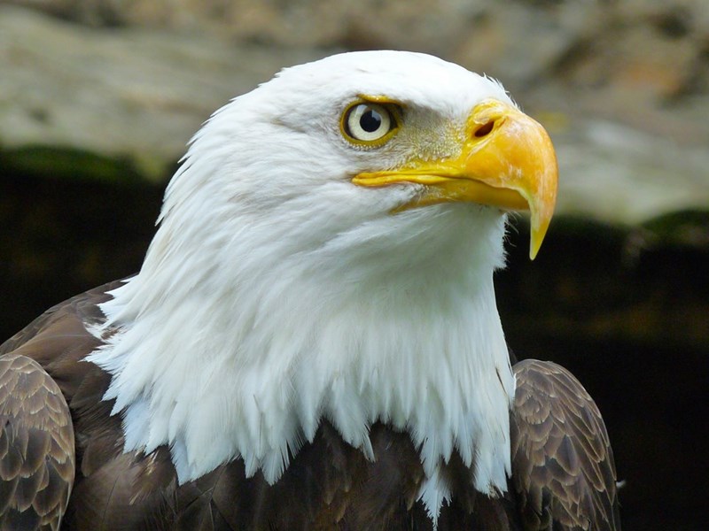 A close-up of a bald eagle shows its white head, sharp yellow beak, and intense gaze against a blurred natural background.