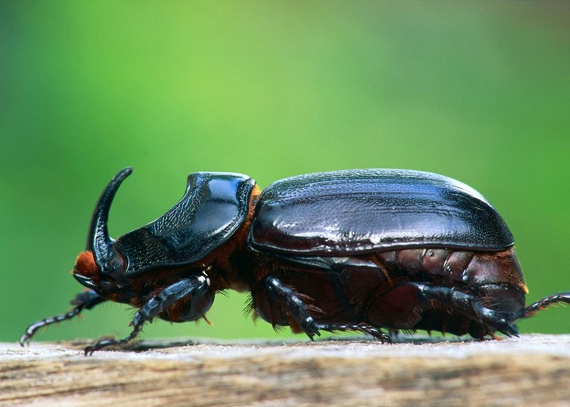 A rhinoceros beetle is shown in close-up, displaying its large curved horn and glossy dark exoskeleton as it stands on a wooden surface.