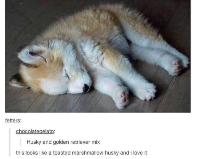 fetters: chocolategelato: Husky and golden retriever mix this looks like a toasted marshmallow husky and I love it