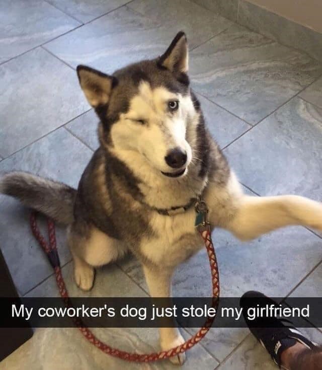My coworker's dog just stole my girlfriend