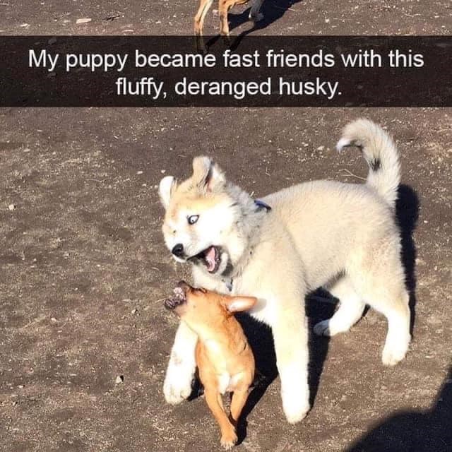 My puppy became fast friends with this fluffy, deranged husky.