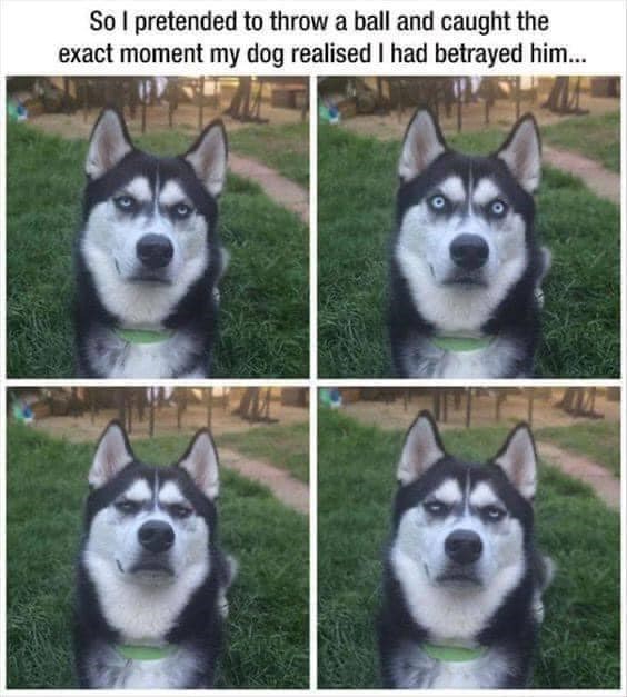 So I pretended to throw a ball and caught the exact moment my dog realised I had betrayed him...