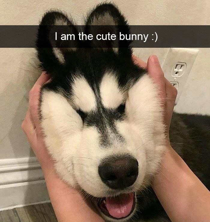 I am the cute bunny :)