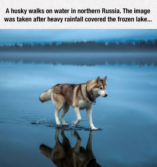 A husky walks on water in northern Russia. The image was taken after heavy rainfall covered the frozen lake...