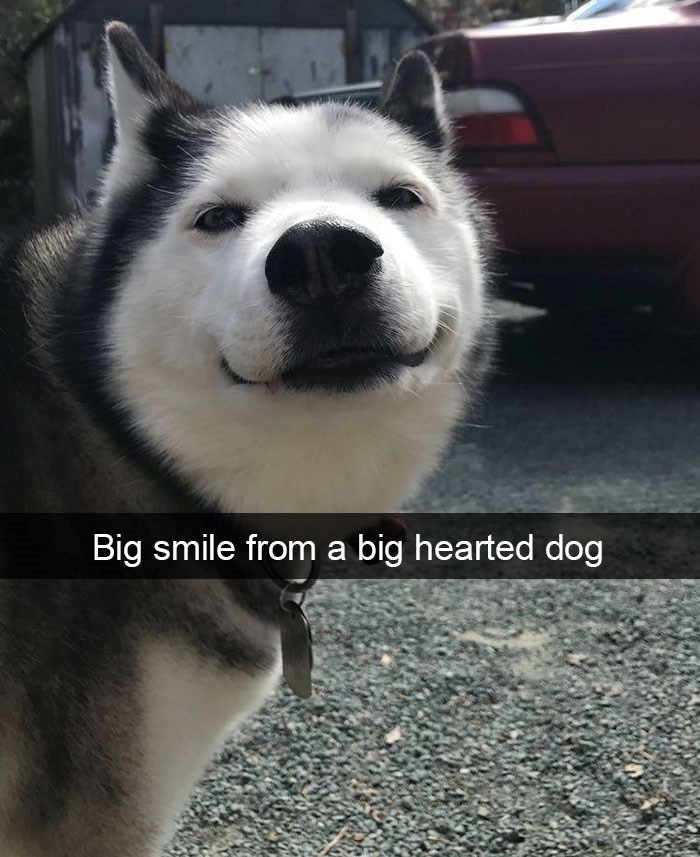Big smile from a big hearted dog