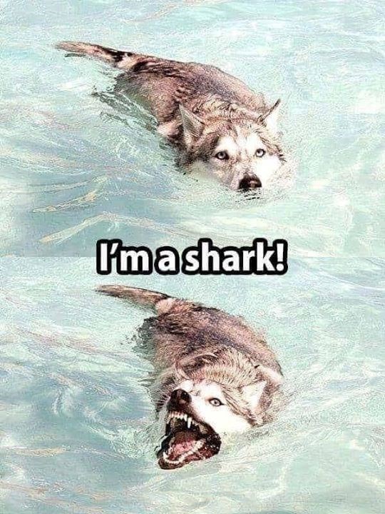 I'mashark!