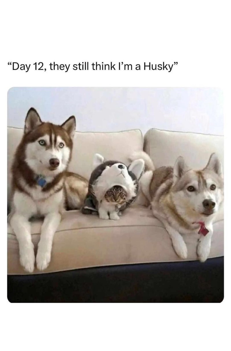 "Day 12, they still think I'm a Husky"