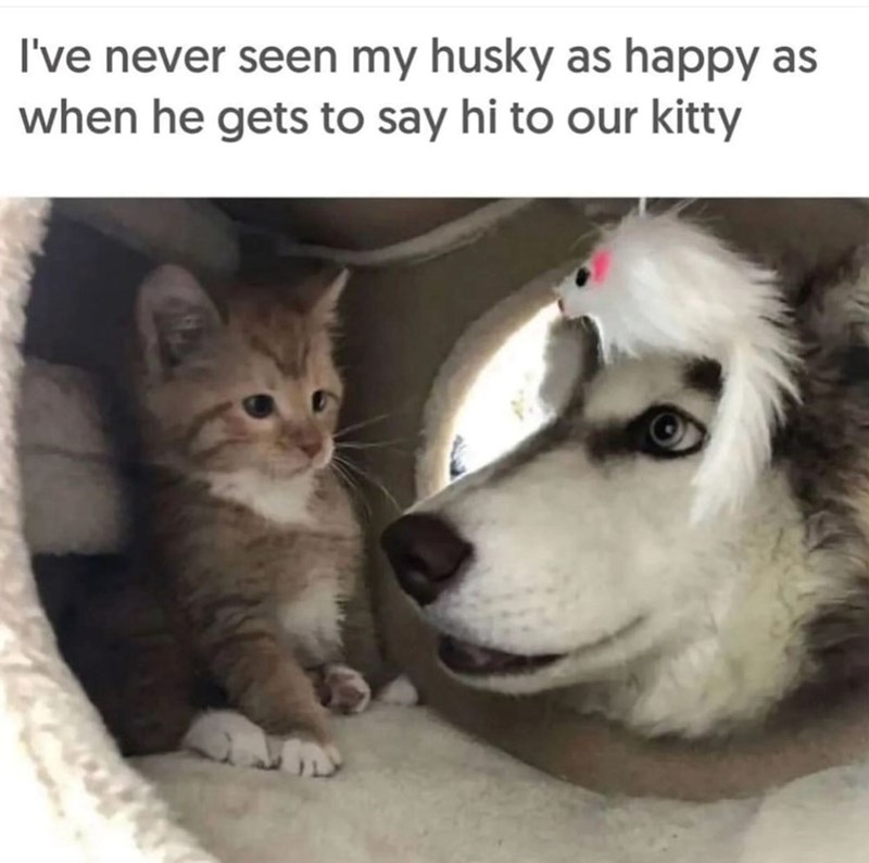 I've never seen my husky as happy as when he gets to say hi to our kitty