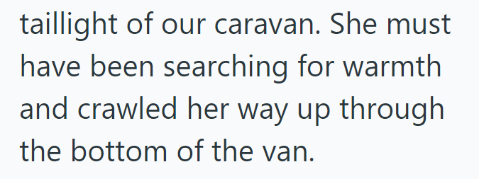 taillight of our caravan. She must have been searching for warmth and crawled her way up through the bottom of the van.