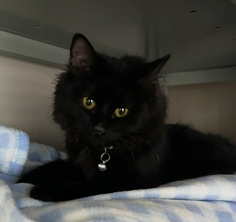 Cheezburger Image 10617878016