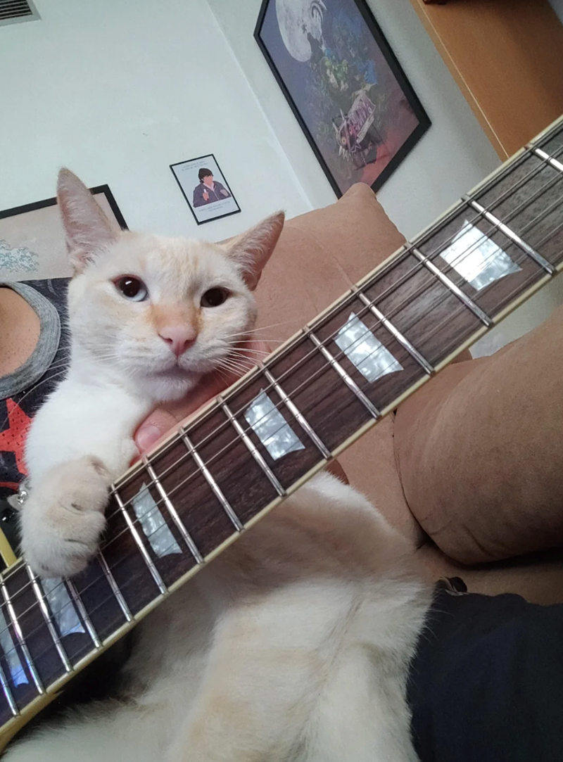 Cheezburger Image 10617878784