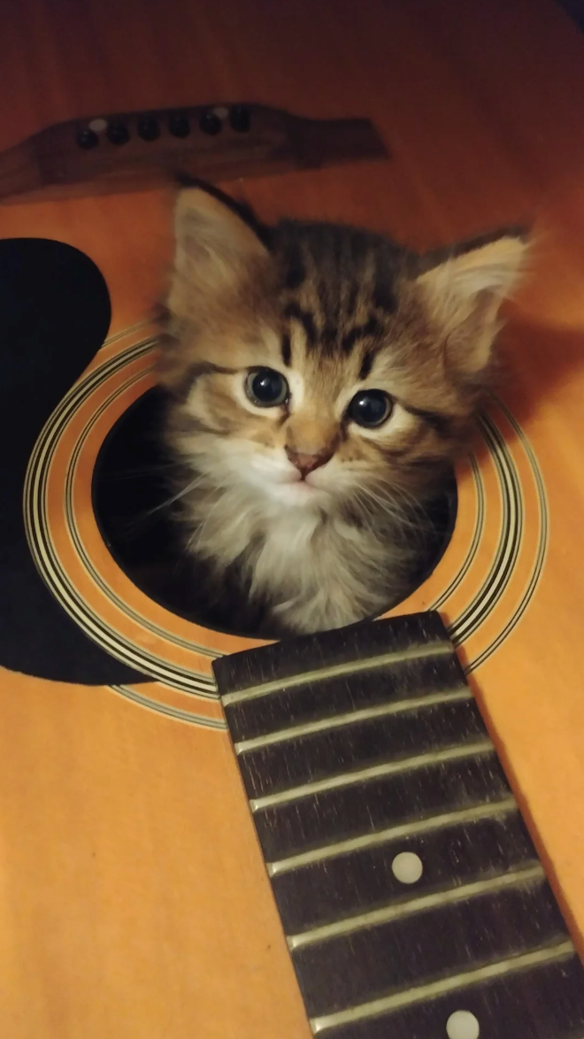 Cheezburger Image 10617879040