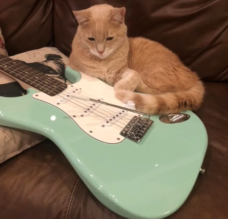 Cheezburger Image 10617880320