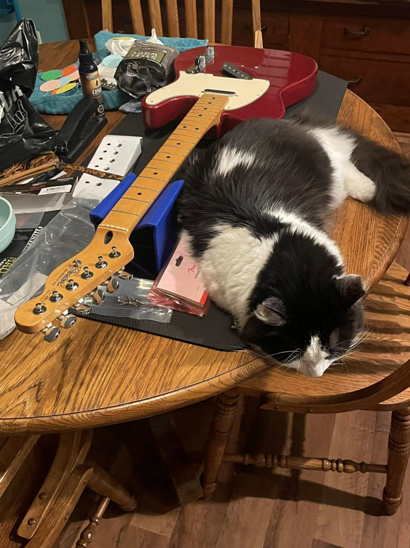 GENU 137183 TENELASTER Respica MAD