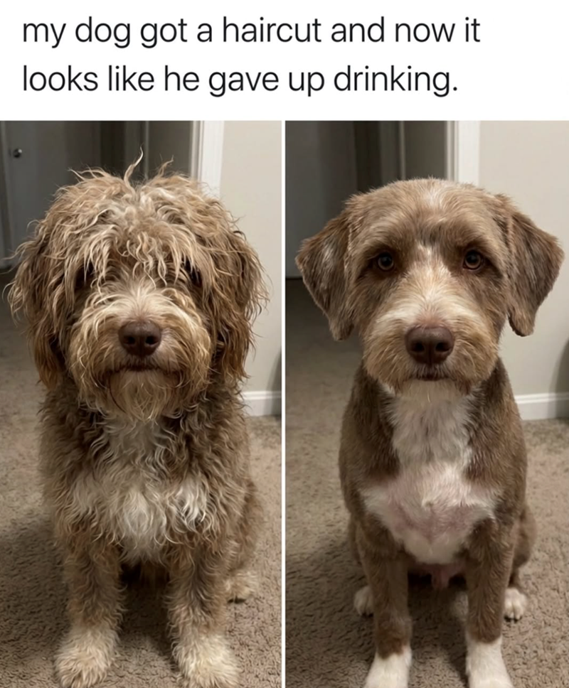 my dog got a haircut and now it looks like he gave up drinking.