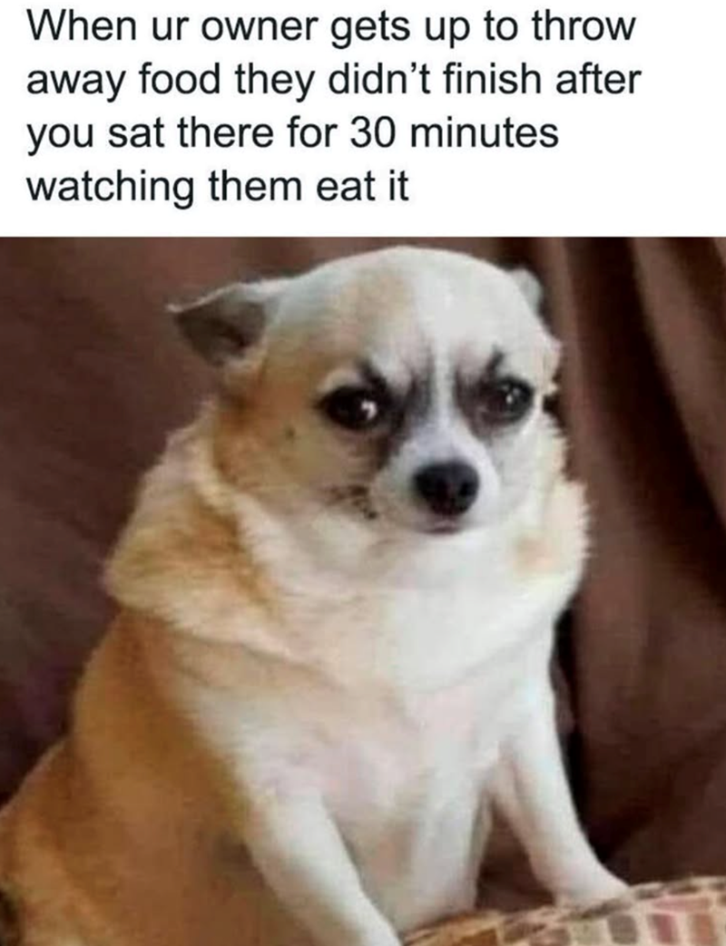 When ur owner gets up to throw away food they didn't finish after you sat there for 30 minutes watching them eat it