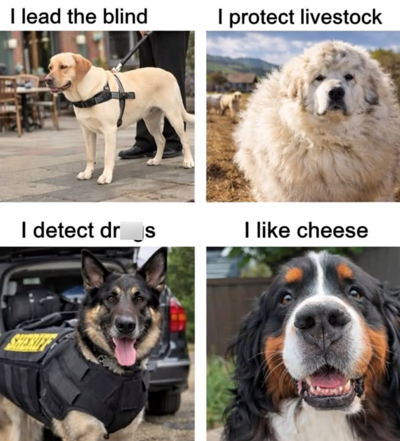 I lead the blind I protect livestock I detect dr s I like cheese