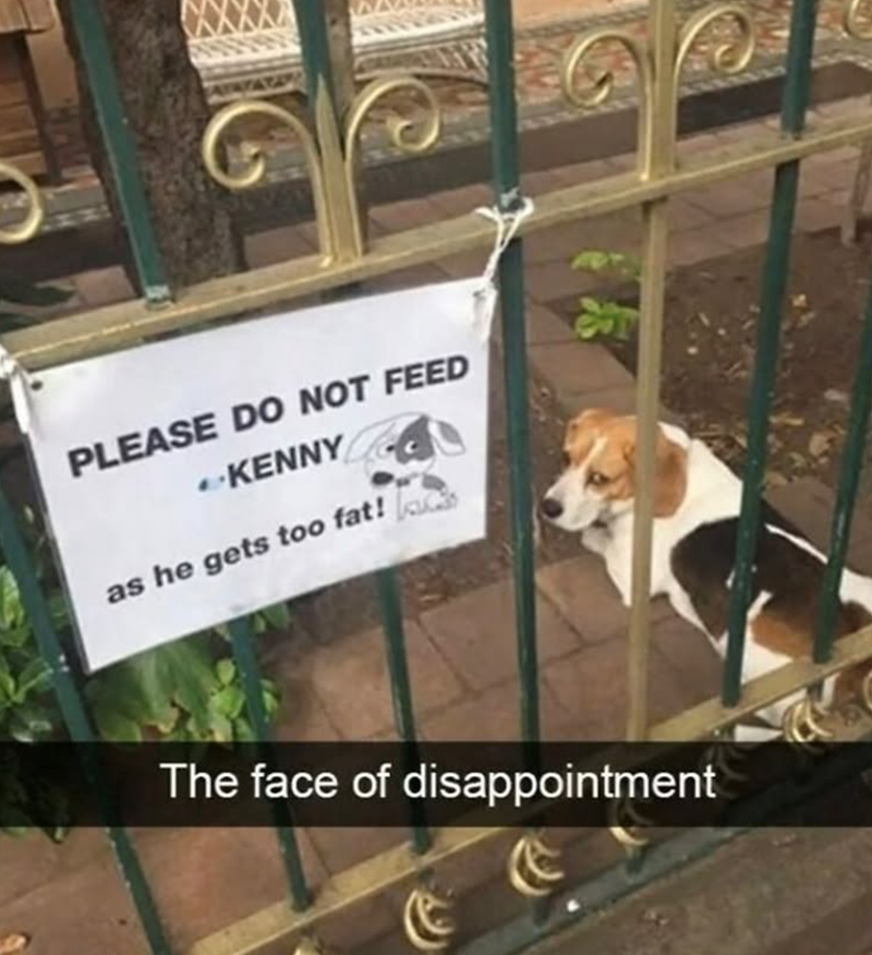 PLEASE DO NOT FEED KENNY as he gets too fat! The face of disappointment