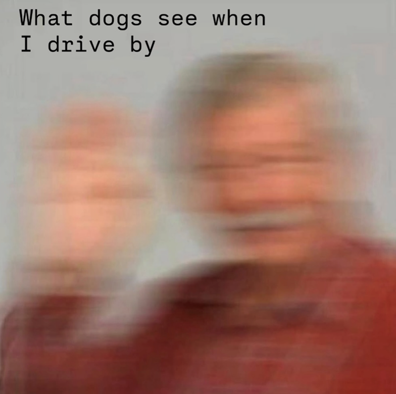 What dogs see when I drive by