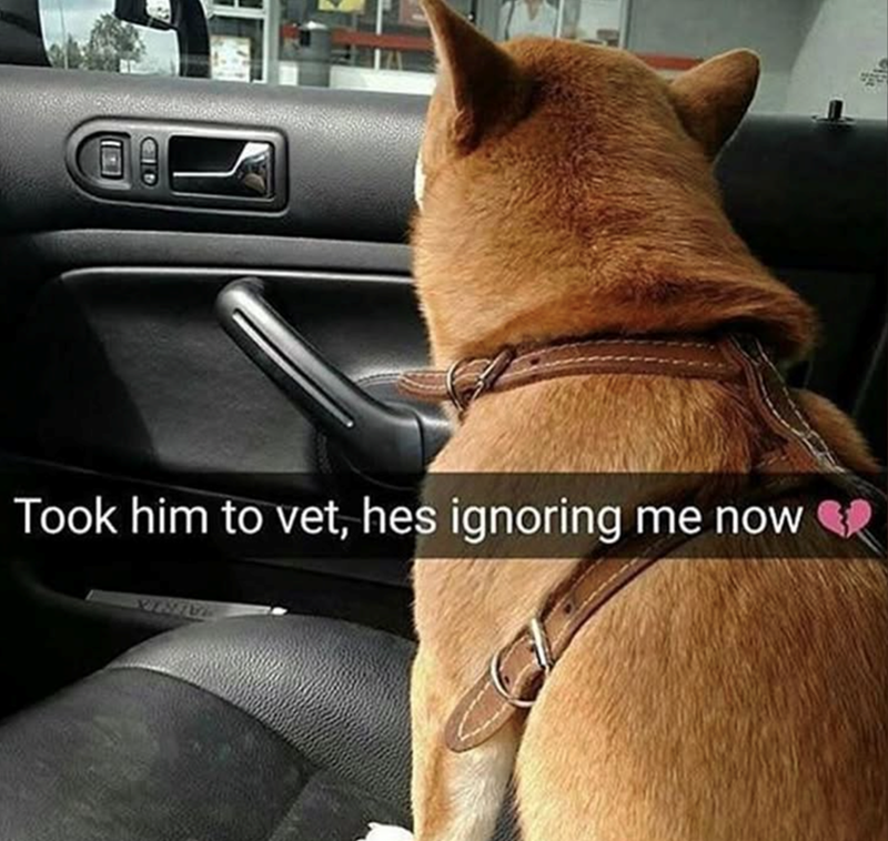 CID Took him to vet, hes ignoring me now