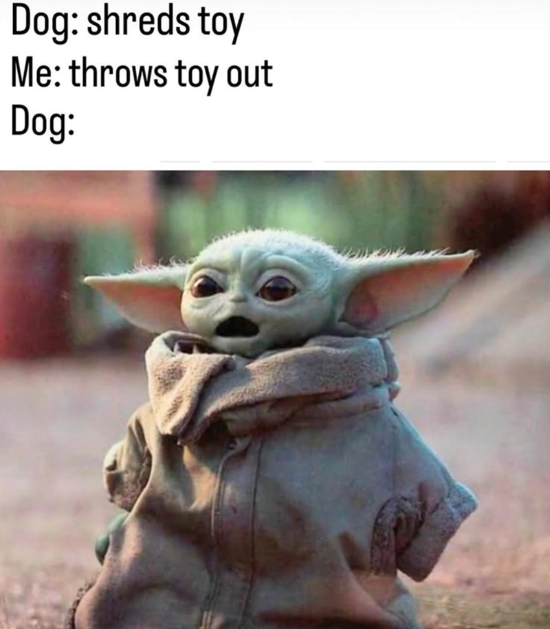 Dog: shreds toy Me: throws toy out Dog: