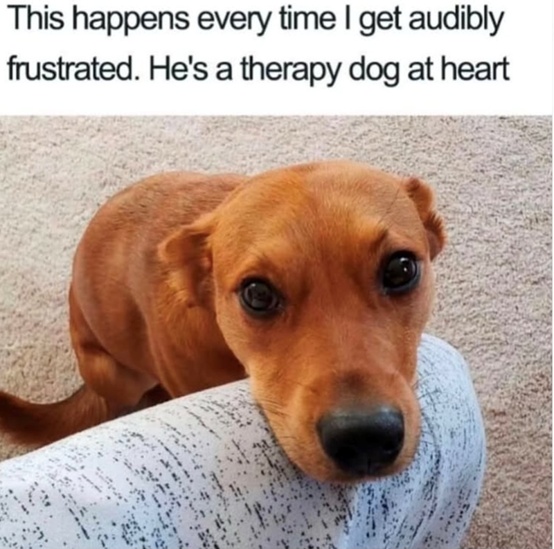This happens every time I get audibly frustrated. He's a therapy dog at heart