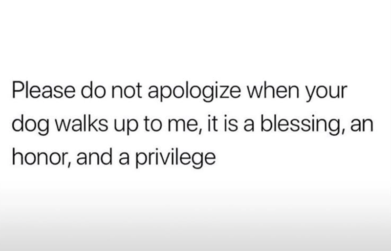 Please do not apologize when your dog walks up to me, it is a blessing, an honor, and a privilege