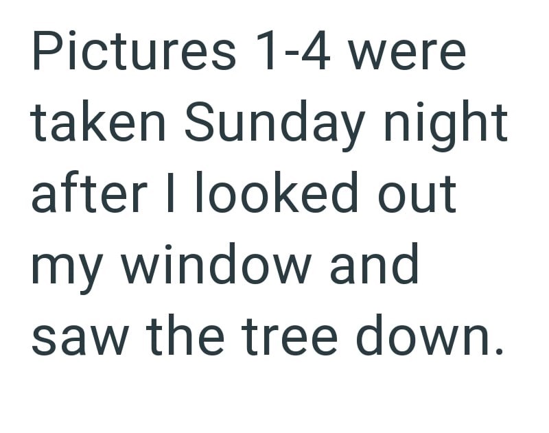 Pictures 1-4 were taken Sunday night after I looked out my window and saw the tree down.
