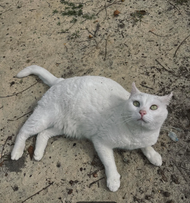 Cheezburger Image 10617968128