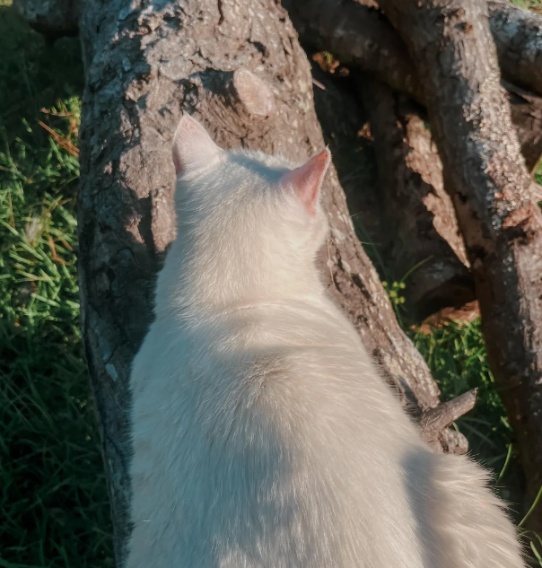 Cheezburger Image 10617968640