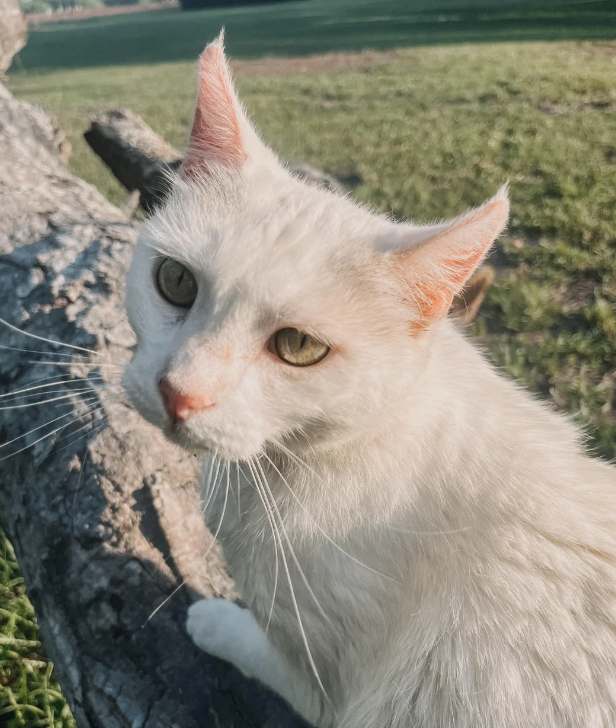 Cheezburger Image 10617968896