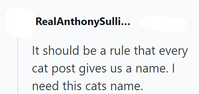 RealAnthonySulli... It should be a rule that every cat post gives us a name. I need this cats name.