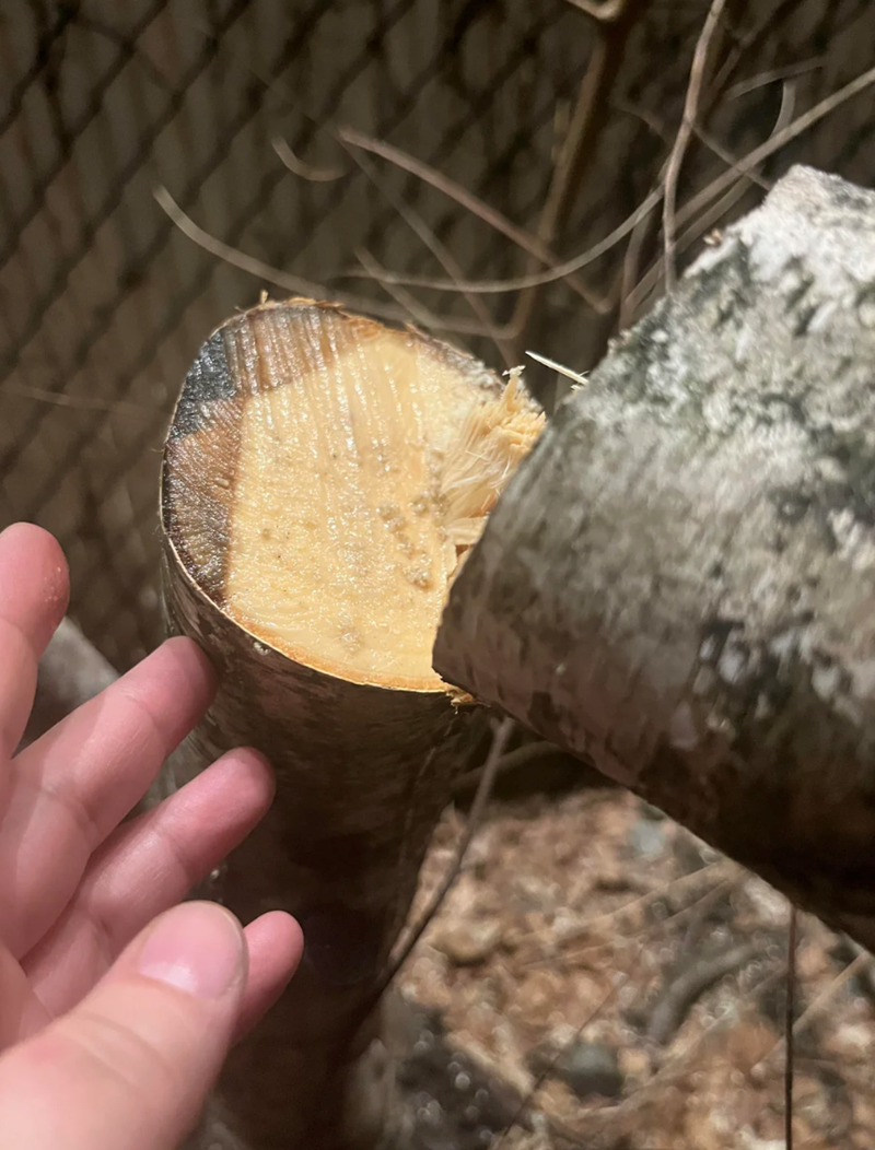 Cheezburger Image 10617978368