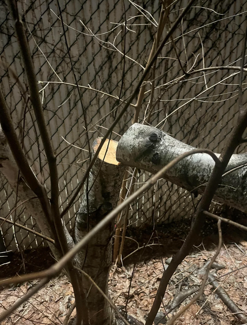 Cheezburger Image 10617978880