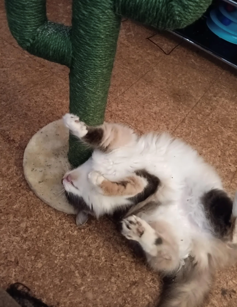 Cheezburger Image 10618003712