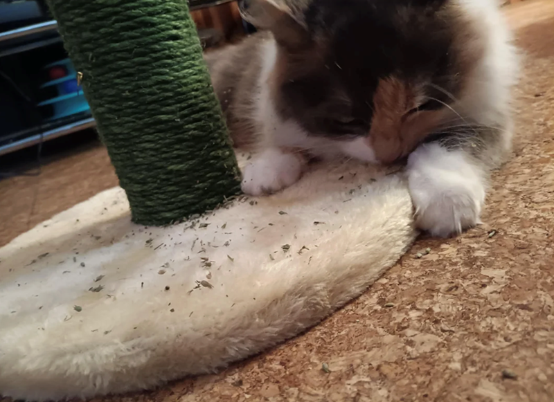 Cheezburger Image 10618003968