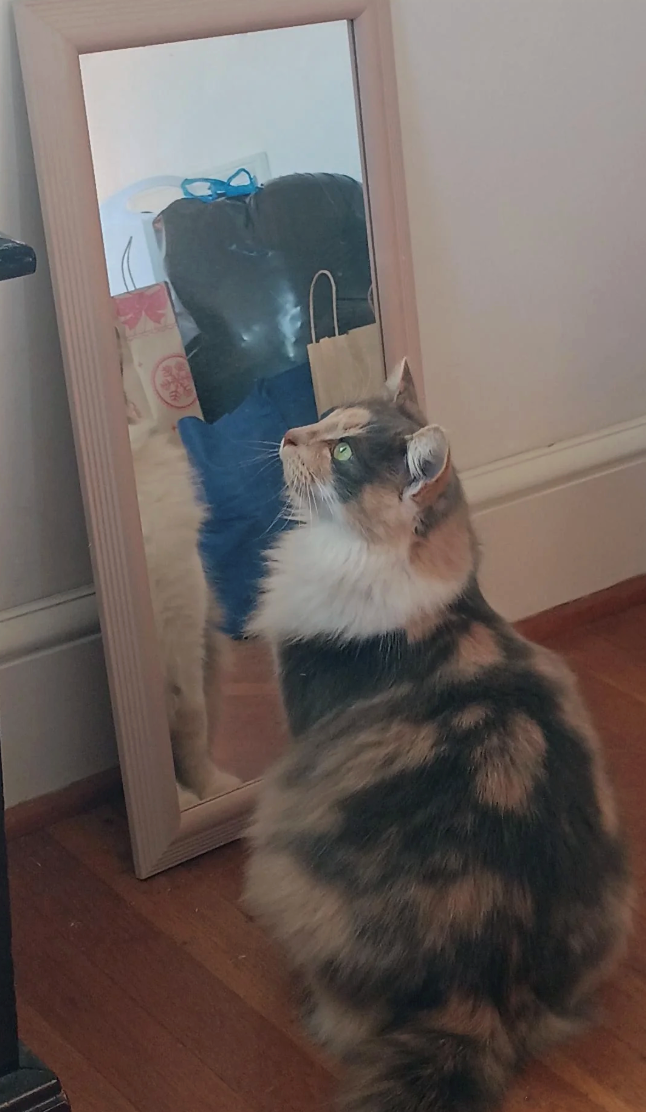 Cheezburger Image 10618004224