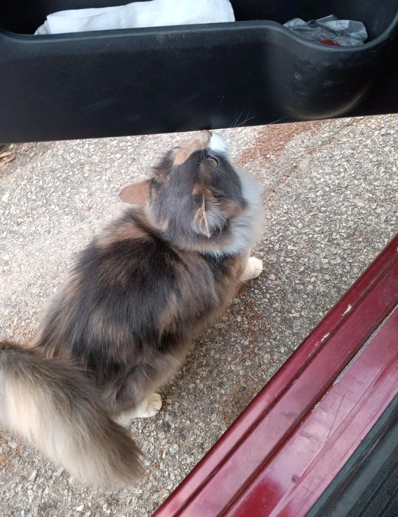 Cheezburger Image 10618004480