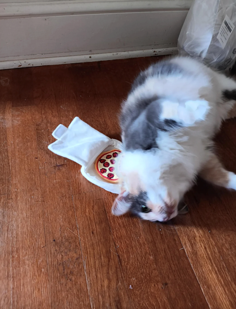 Cheezburger Image 10618004992