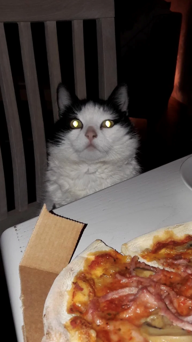 Cheezburger Image 10618058240