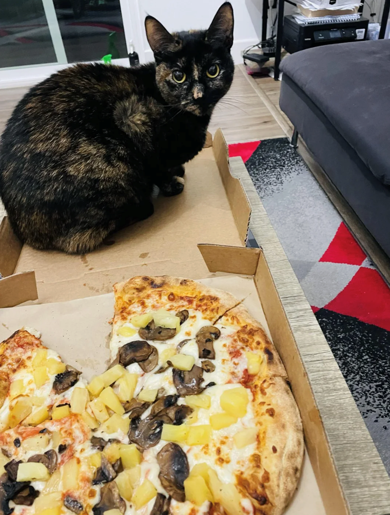 Cheezburger Image 10618059008