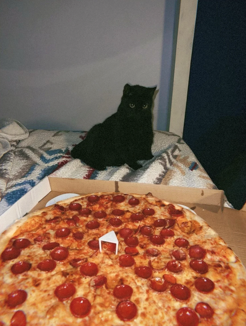 Cheezburger Image 10618059264