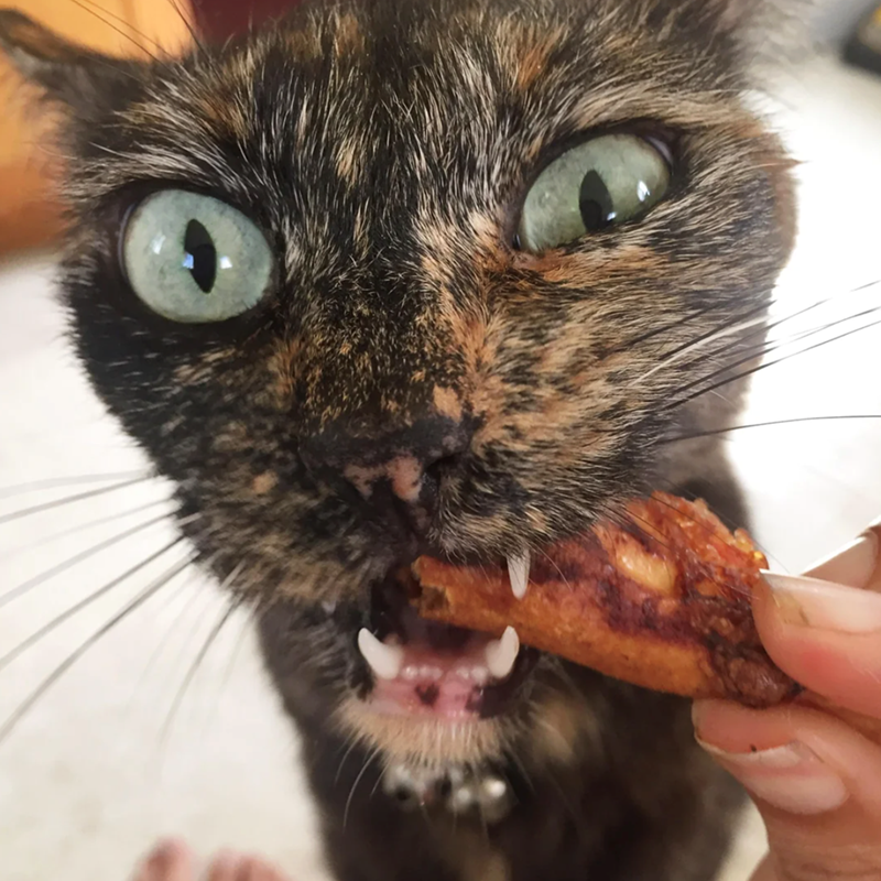 Cheezburger Image 10618060032