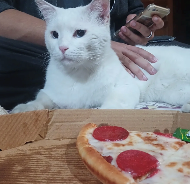 Cheezburger Image 10618060800