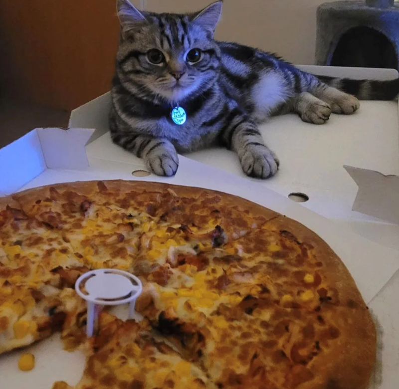 Cheezburger Image 10618063872