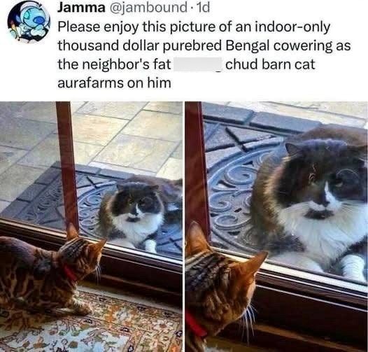 Jamma @jambound. 1d Please enjoy this picture of an indoor-only thousand dollar purebred Bengal cowering as chud barn cat the neighbor's fat aurafarms on him