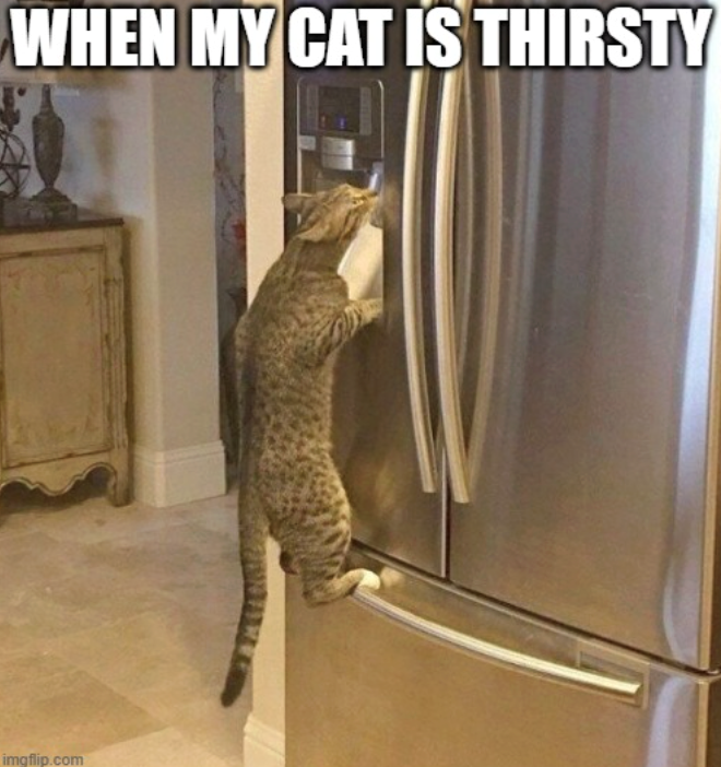 WHEN MY CAT IS THIRSTY imgflip.com